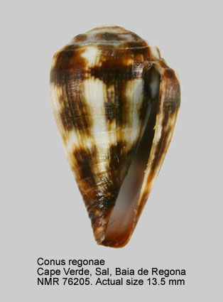Conus regonae (2).jpg - Conus regonaeRolán & Trovão,1990